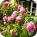 Саженцы Розы Парковой Фердинанд Пичара > цена, описание