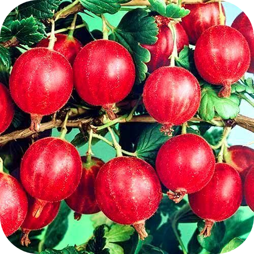 Саженцы Крыжовника "Салют" > цена, описание Саженцы Крыжовника "Салют" > цена, описание