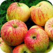 Яблоня "Балтика" Яблоня "Балтика"